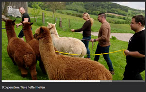 Tiere helfen heilen
